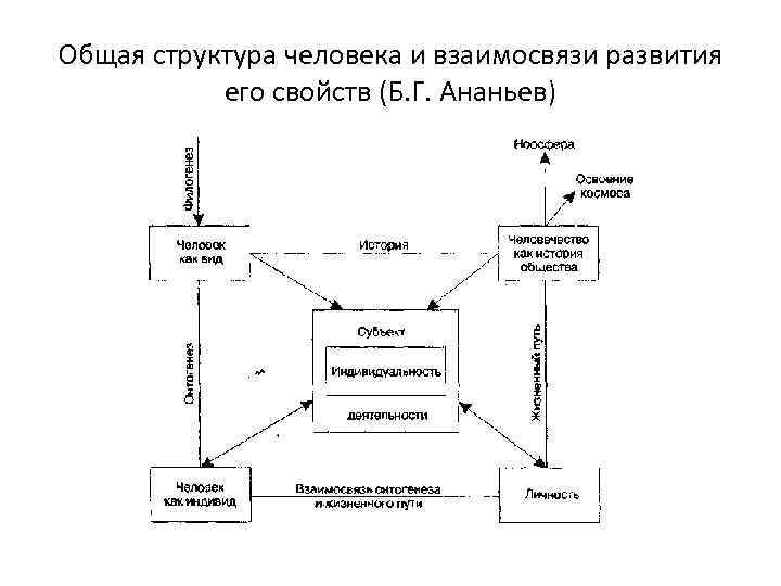 Общая структура человека и взаимосвязи развития его свойств (Б. Г. Ананьев) 