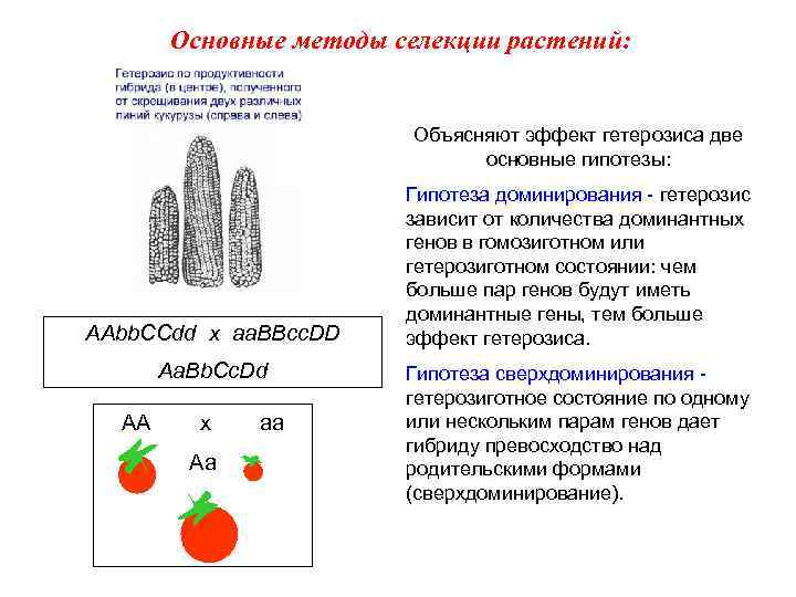 Основные методы селекции растений: Объясняют эффект гетерозиса две основные гипотезы: AAbb. CCdd x aa.