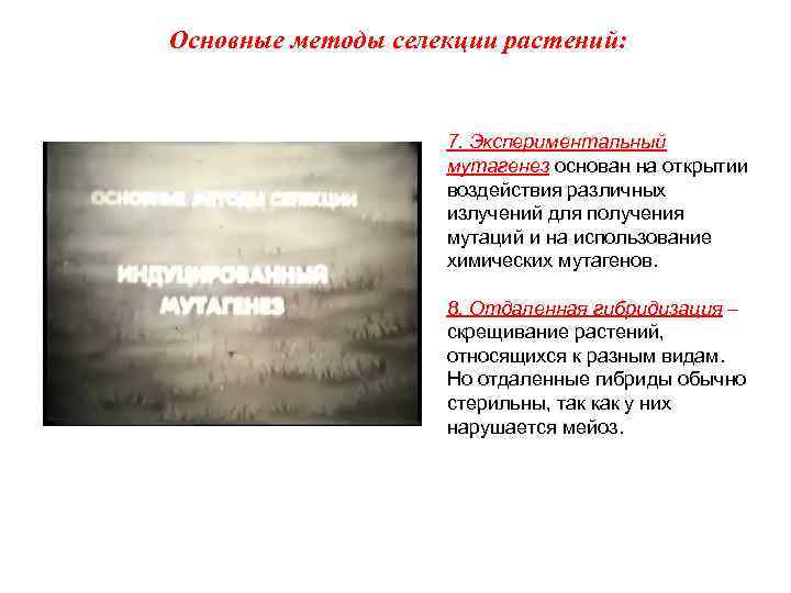 Основные методы селекции растений: 7. Экспериментальный мутагенез основан на открытии воздействия различных излучений для