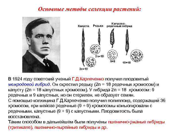 Основные методы селекции растений: В 1924 году советский ученый Г. Д. Карпеченко получил плодовитый