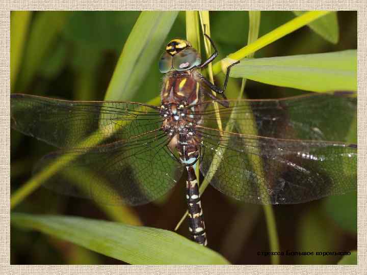 стрекоза Большое коромысло 