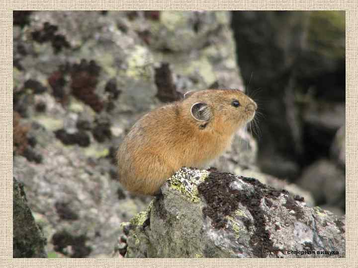 северная пищуха 
