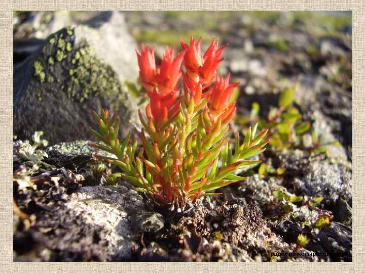 радиола четырехчленная 