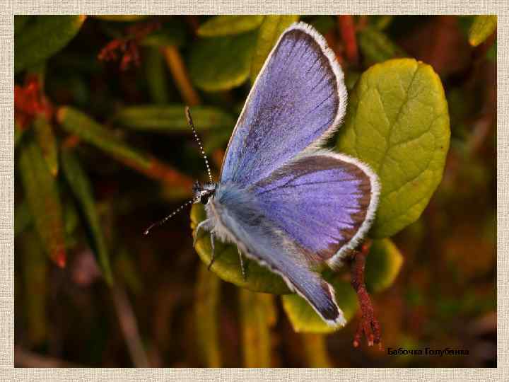 Бабочка Голубянка 