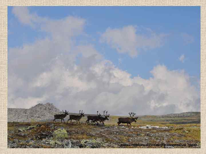 дикий северный олень (Приполярный Урал) 