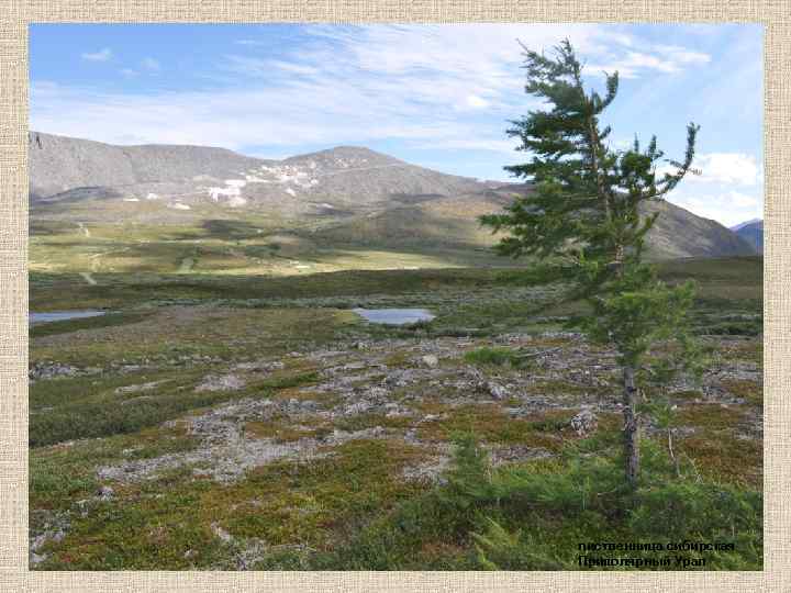 лиственница сибирская Приполярный Урал 