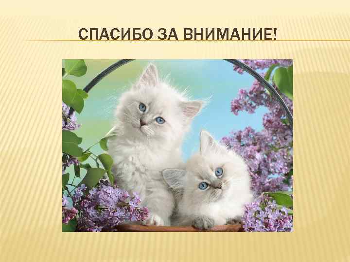 СПАСИБО ЗА ВНИМАНИЕ! 