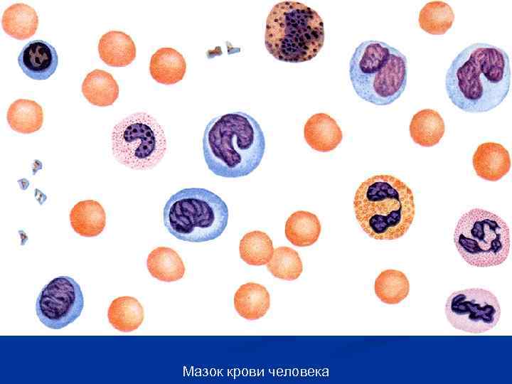 Мазок крови человека 