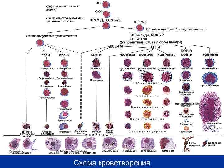 Схема кроветворения 