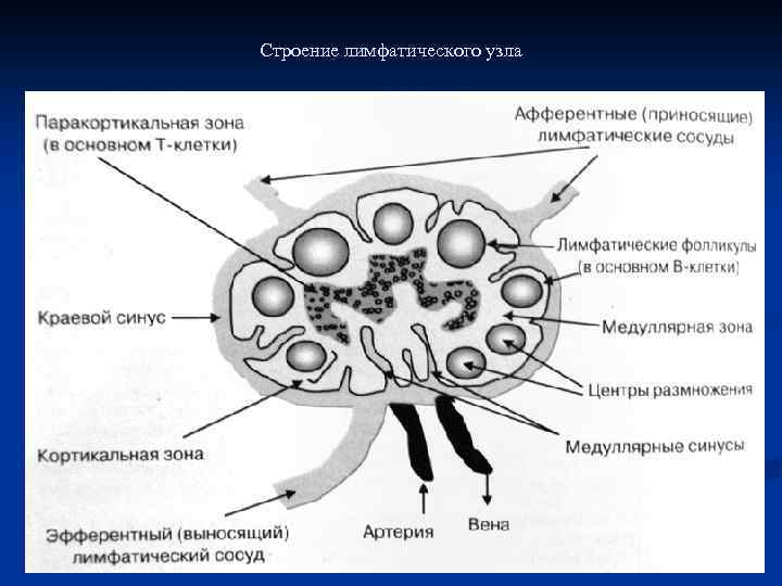 Лимфоузлы особенности. Схема строения лимфатического узла. Строение лимфатического узла анатомия. Схема строения лимфатического узла иммунология. Строение лимфатического узла анатомия рисунок.