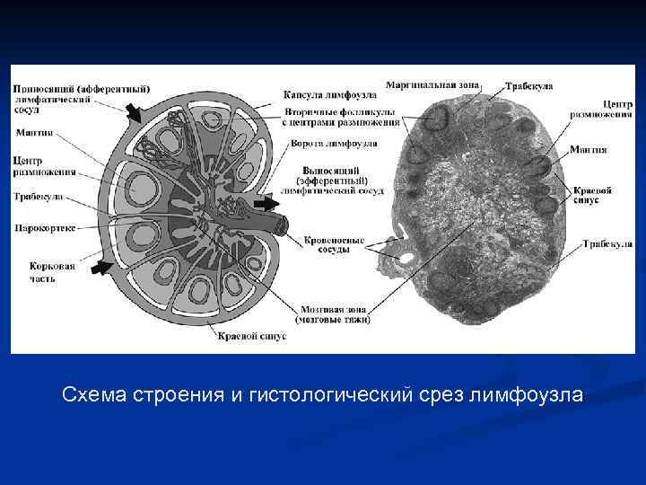 Схема строения и гистологический срез лимфоузла 