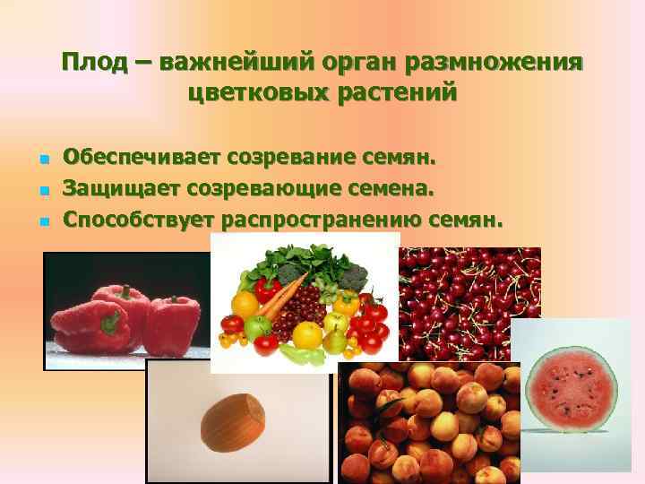   Плод – важнейший орган размножения   цветковых растений n  Обеспечивает