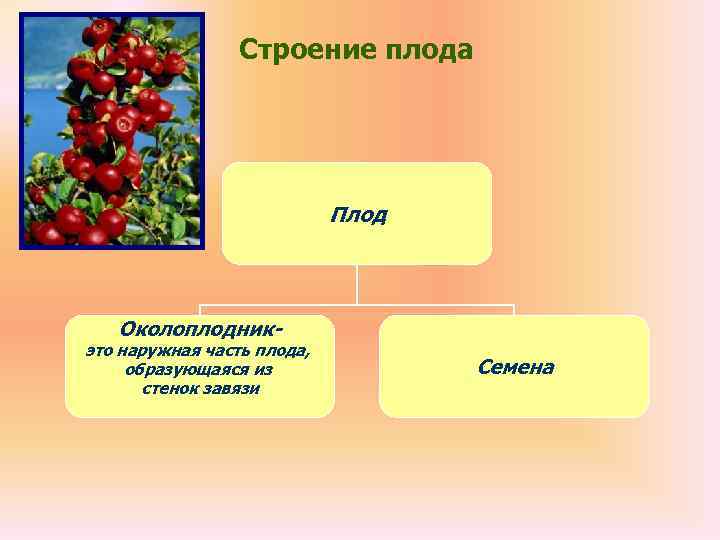   Строение плода       Плод  Околоплодник-