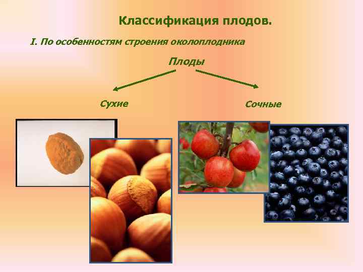    Классификация плодов. I. По особенностям строения околоплодника   