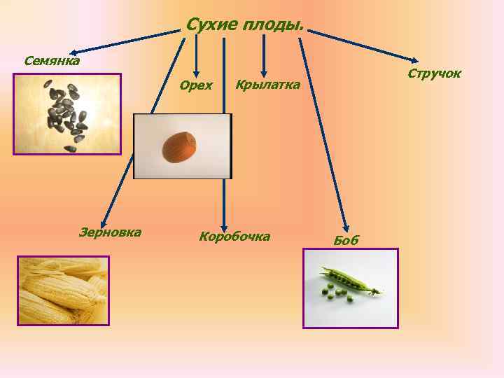    Сухие плоды. Семянка       Стручок 