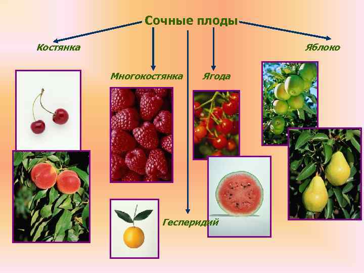    Сочные плоды Костянка      Яблоко  