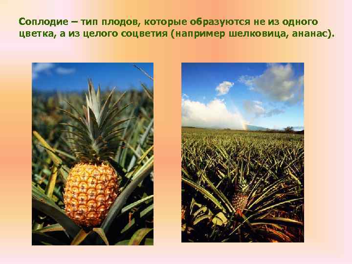 Соплодие – тип плодов, которые образуются не из одного цветка, а из целого соцветия