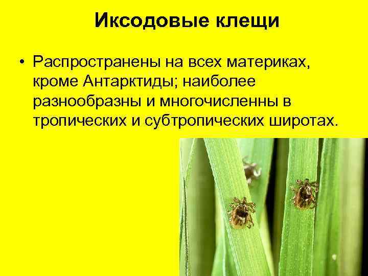    Иксодовые клещи • Распространены на всех материках, кроме Антарктиды; наиболее 