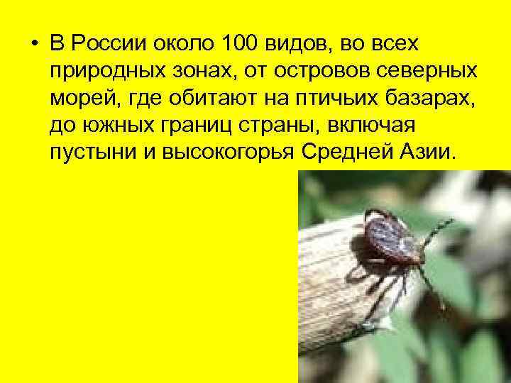  • В России около 100 видов, во всех  природных зонах, от островов