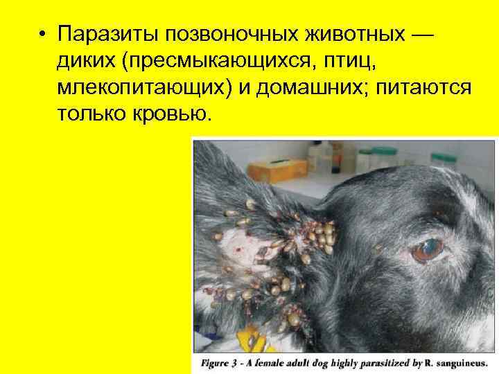  • Паразиты позвоночных животных —  диких (пресмыкающихся, птиц, млекопитающих) и домашних; питаются