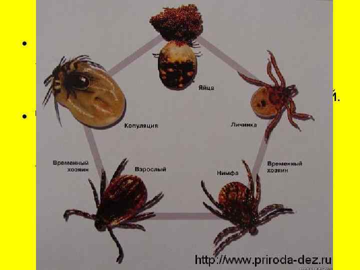  • Цикл развития клещей включает яйцо и  3 активные стадии (личинка, нимфа,