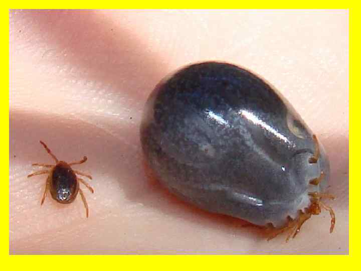   Строение тела  • Форма тела у голодных особей  продолговато-овальная, несколько