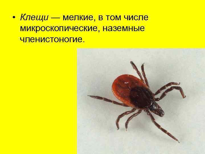 • Клещи — мелкие, в том числе  микроскопические, наземные  членистоногие. 