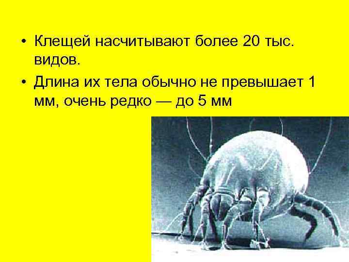  • Клещей насчитывают более 20 тыс. видов.  • Длина их тела обычно