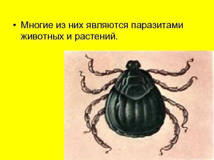  • Многие из них являются паразитами  животных и растений.  