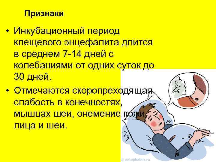   Признаки  • Инкубационный период  клещевого энцефалита длится  в среднем