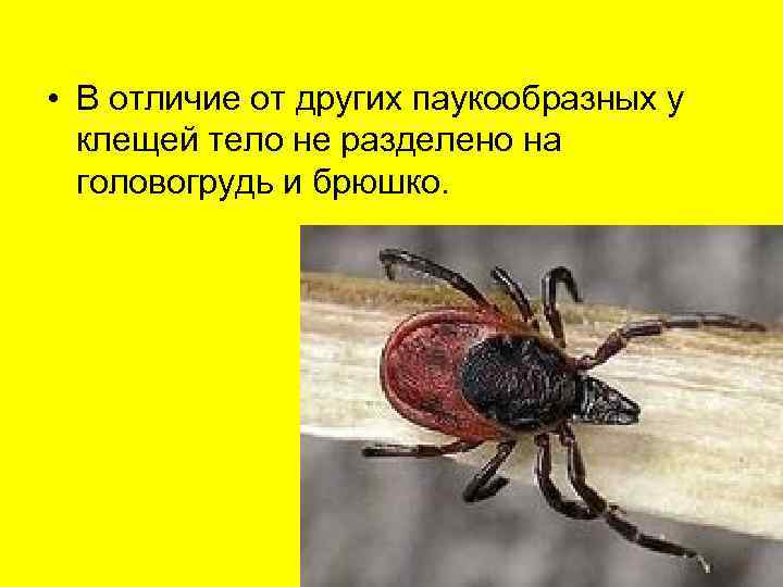  • В отличие от других паукообразных у  клещей тело не разделено на