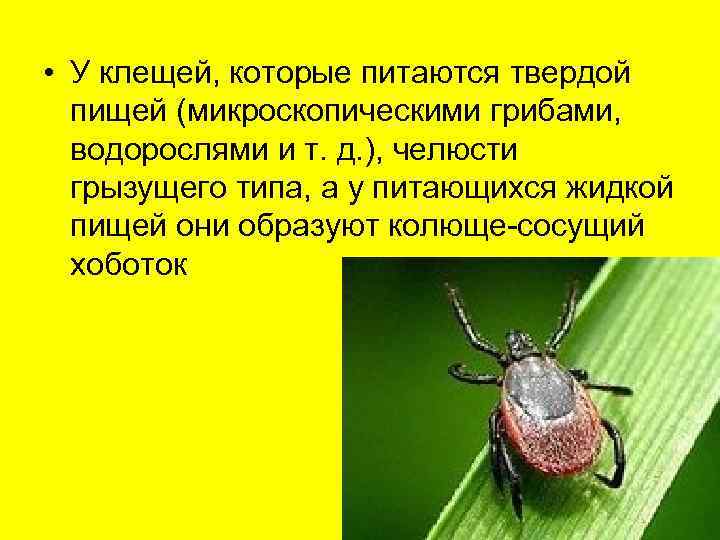  • У клещей, которые питаются твердой  пищей (микроскопическими грибами, водорослями и т.