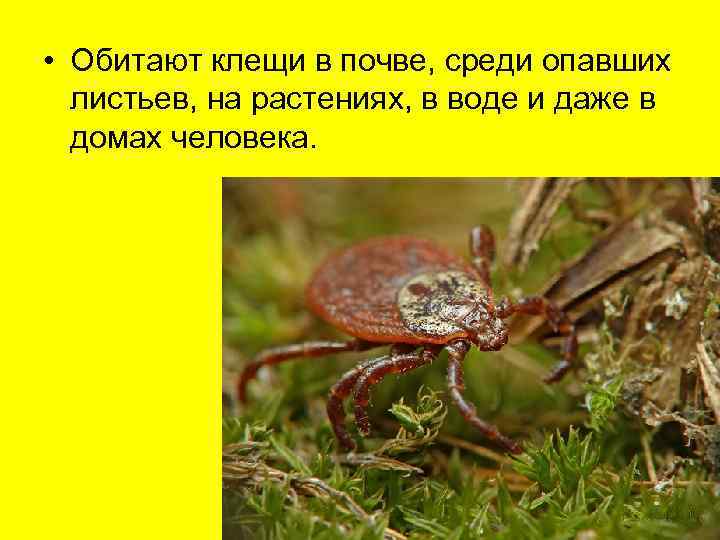  • Обитают клещи в почве, среди опавших  листьев, на растениях, в воде