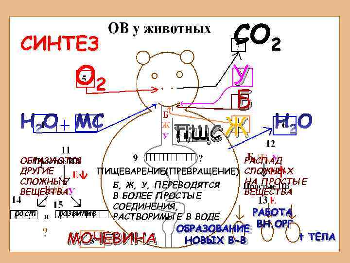  СИНТЕЗ   О 2    У    