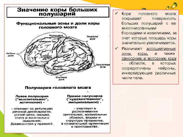 Схема кора больших полушарий