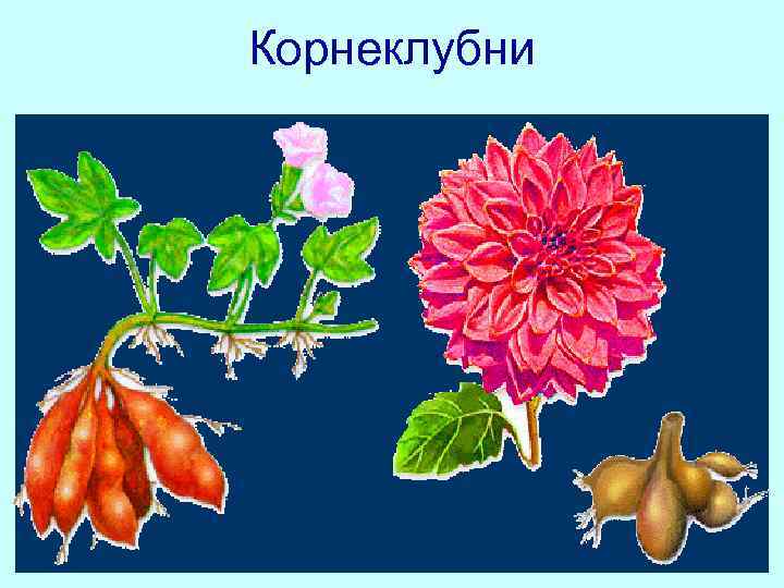Корнеклубни 