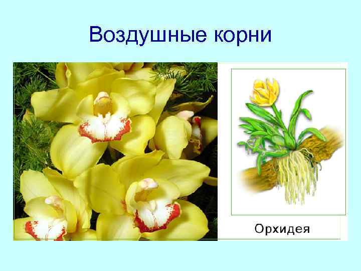 Воздушные корни 