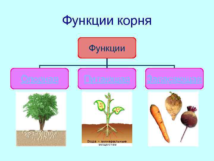    Функции корня    Функции  Опорная Питающая  Запасающая