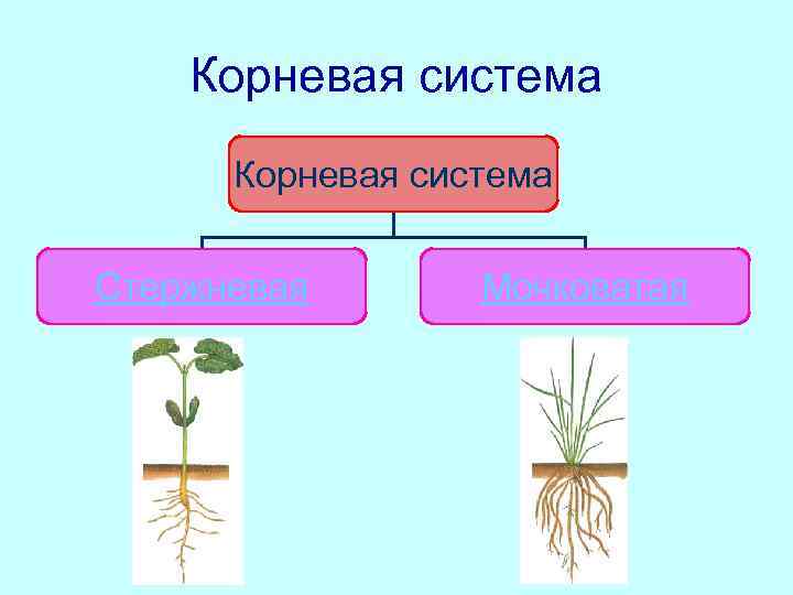 Растения с стержневой корневой системой