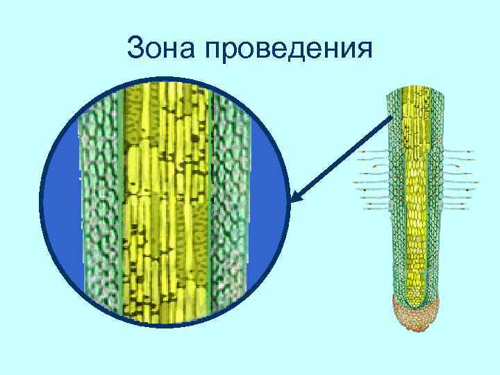 Зона проведения 