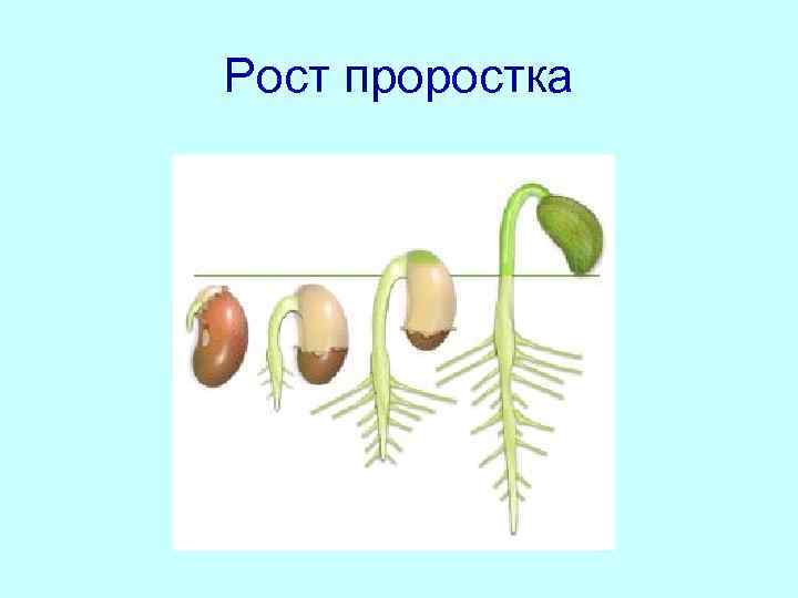 Рост проростка 