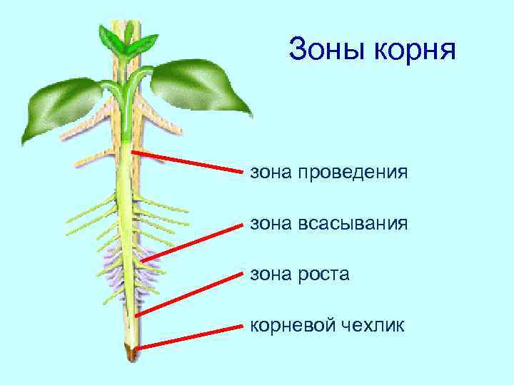   Зоны корня  зона проведения зона всасывания зона роста корневой чехлик 