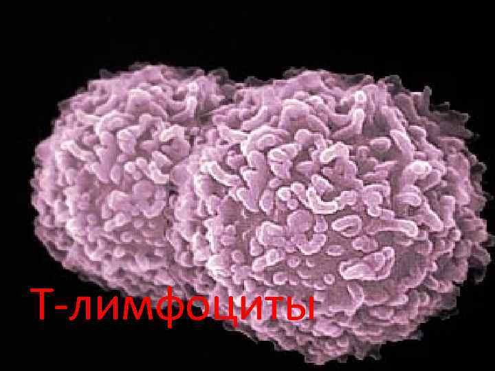 Т-лимфоциты 