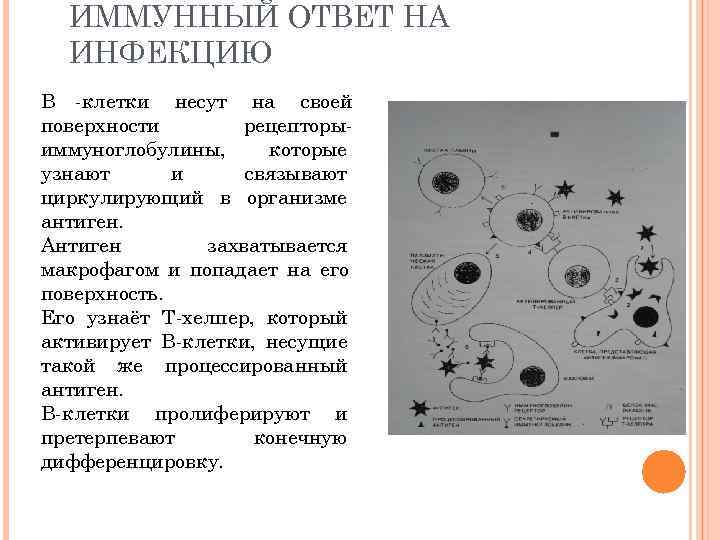 Периоды иммунного ответа. Схема кооперации клеток в иммунном ответе. Межклеточная кооперация при различных формах иммунного ответа схема. Иммунный ответ на инфекцию.