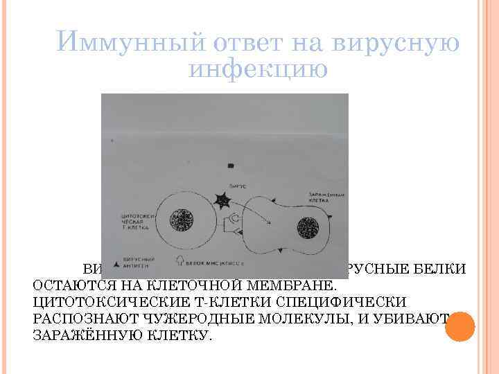 Схема межклеточной кооперации при развитии клеточного иммунного ответа