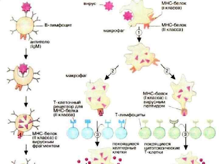 Схема кооперации клеток при формировании гуморального иммунного ответа