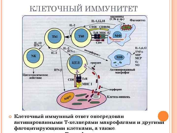 Основные иммунные клетки. Механизм клеточного иммунитета схема. Схема клеточного механизма образования иммунитета. Клеточный иммунитет схема. Клеточный и гуморальный иммунитет схема.