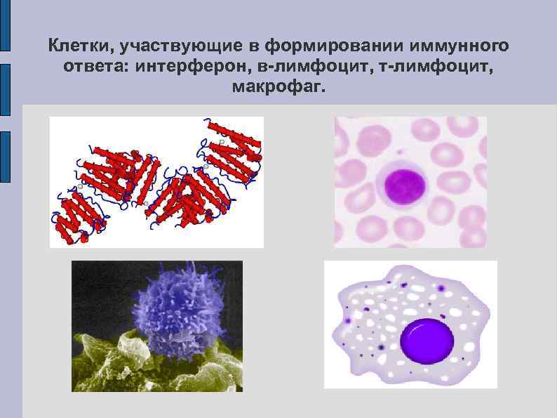 Участвующие клетки