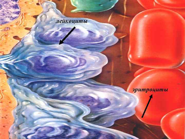 лейкоциты эритроциты 