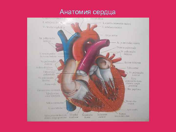 Анатомия сердца 
